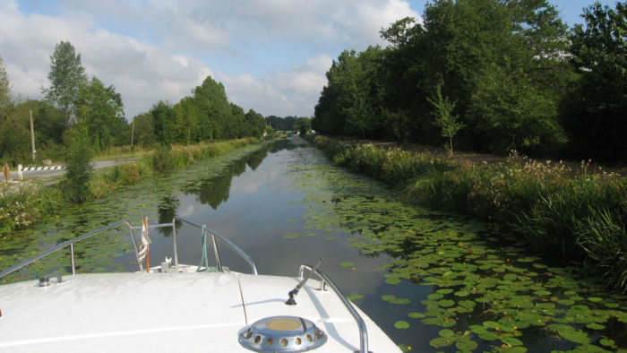 bateau circulant au milieu d'une zone d'élodées, plantes invasives