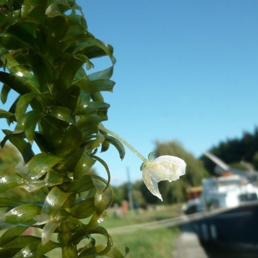 Gros plan sur une élodée, plante invasive des canaux. (voir l'image en plus grand)