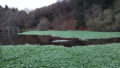 Zone de canal envahie par l'Hydrocotyle, plante invasive observée sur les canaux bretons.