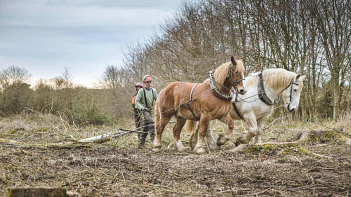 Chantier de d'abattage et débardage de 40 peupliers sur le marais de Chantoiseau en bordure de Rance