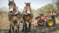 Chantier de d'abattage et débardage de 40 peupliers sur le marais de Chantoiseau en bordure de Rance Je