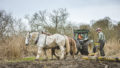 Chantier de d'abattage et débardage de 40 peupliers sur le marais de Chantoiseau en bordure de Rance