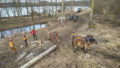 Chantier de d'abattage et débardage de 40 peupliers sur le marais de Chantoiseau en bordure de Rance Jerome Sevrette