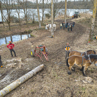 Chantier de d'abattage et débardage de 40 peupliers sur le marais de Chantoiseau en bordure de Rance Jerome Sevrette (voir l'image en plus grand)