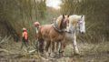 Chantier de d'abattage et débardage de 40 peupliers sur le marais de Chantoiseau en bordure de Rance Jerome Sevrette