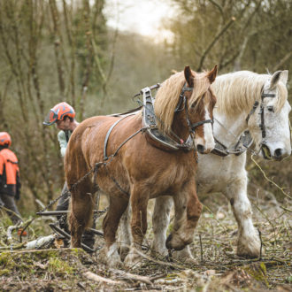 Chantier de d'abattage et débardage de 40 peupliers sur le marais de Chantoiseau en bordure de Rance Jerome Sevrette (voir l'image en plus grand)