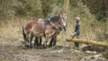 Chantier de d'abattage et débardage de 40 peupliers sur le marais de Chantoiseau en bordure de Rance Jerome Sevrette