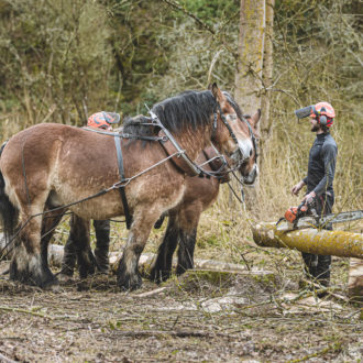 Chantier de d'abattage et débardage de 40 peupliers sur le marais de Chantoiseau en bordure de Rance Jerome Sevrette (voir l'image en plus grand)