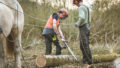 Chantier de d'abattage et débardage de 40 peupliers sur le marais de Chantoiseau en bordure de Ranc