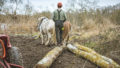 Chantier de d'abattage et débardage de 40 peupliers sur le marais de Chantoiseau en bordure de Rance