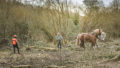 Chantier de d'abattage et débardage de 40 peupliers sur le marais de Chantoiseau en bordure de Rance