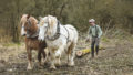 Chantier de d'abattage et débardage de 40 peupliers sur le marais de Chantoiseau en bordure de Rance