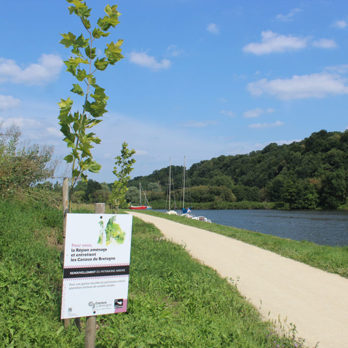 Alignement de jeunes arbres nouvellement plantés le long d'un canal