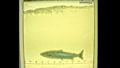 Saumon atlantique âgé de 4 ans, et d’une taille estimée à 77 cm