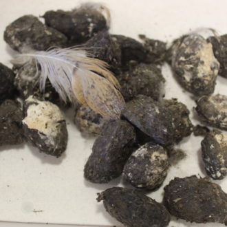 Des pelotes de réjection de Chouette effraie