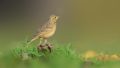 Un pipit farlouse