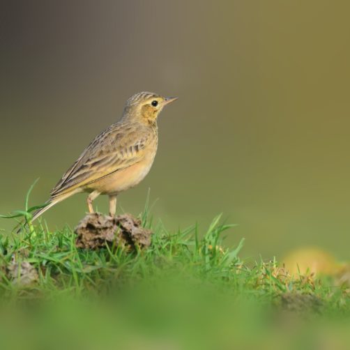 Un pipit farlouse (voir l'image en plus grand)