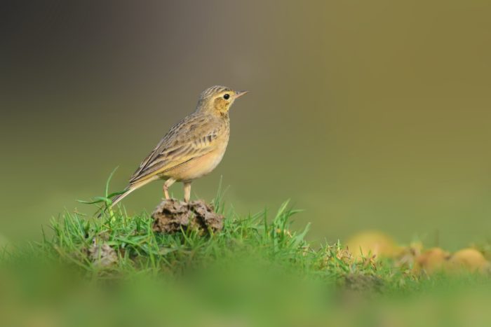 Un pipit farlouse