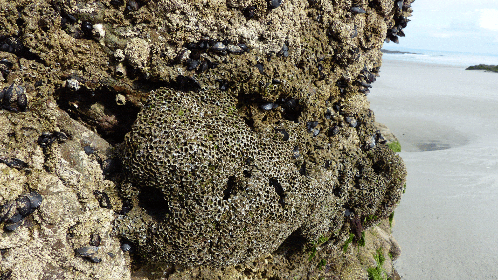 Récif d'hermelles dans la Réserve naturelle régionale de Crozon